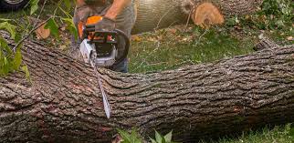 Best Tree Mulching  in Towanda, KS